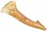 Bargain, Fossil Sawfish (Onchopristis) Rostral Barb - Morocco #366675-1